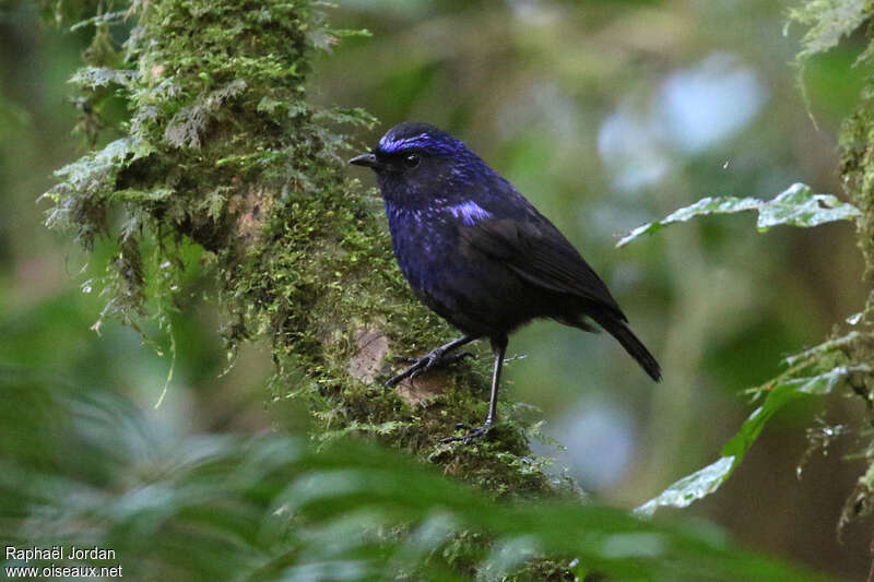 Shiny Whistling Thrushadult, identification