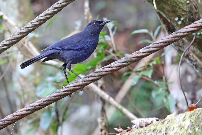 Taiwan Whistling Thrush