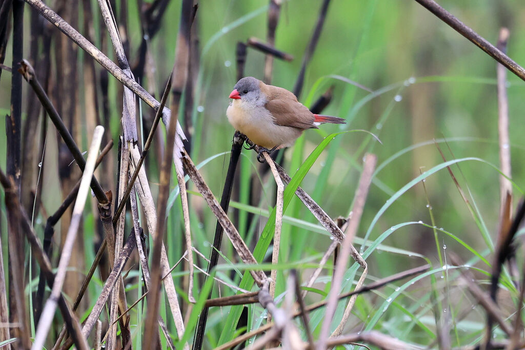 Astrild à poitrine fauveadulte