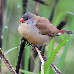Astrild à poitrine fauve