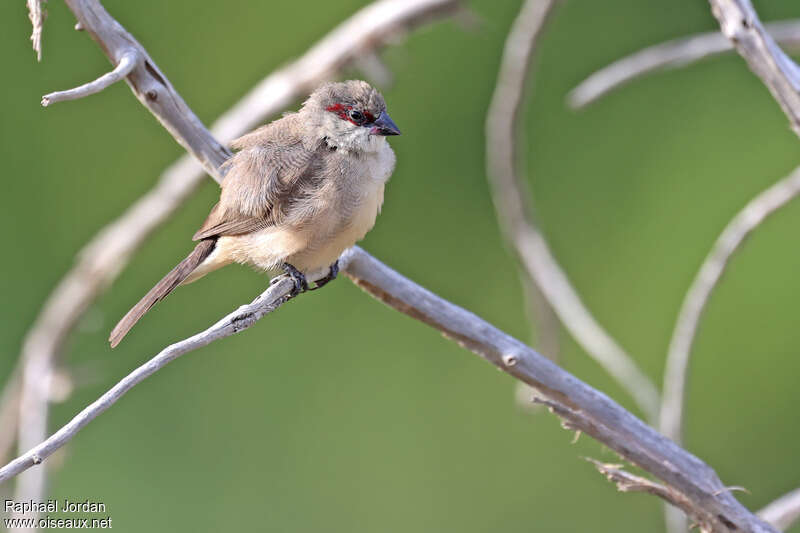 Arabian Waxbill