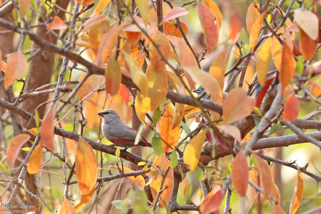 Astrild de Sao Tomé
