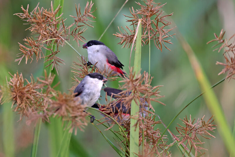 Black-crowned Waxbill