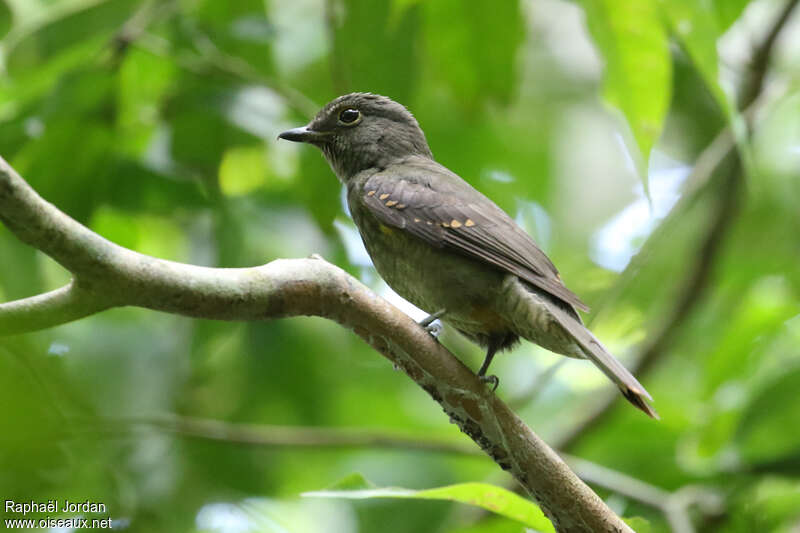 Cinereous Mourneradult, identification