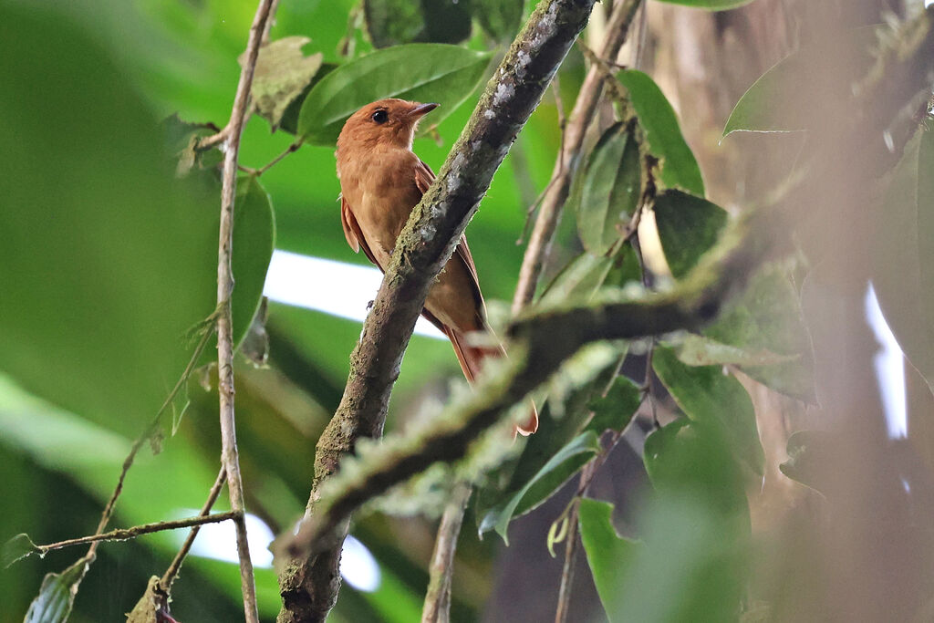 Rufous Mourner - Tyran plaintif<br />