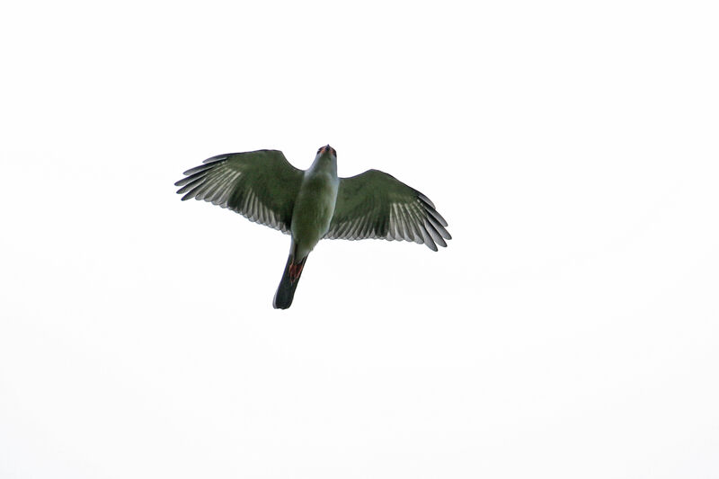 Grey-headed Goshawkadult, Flight