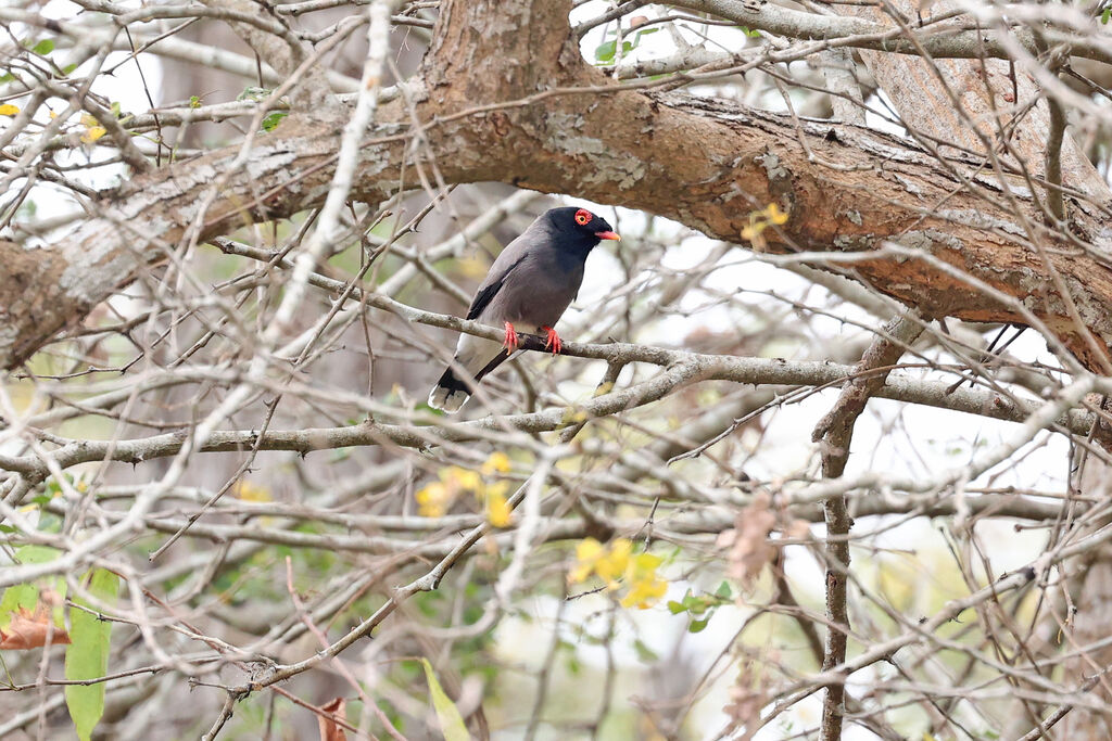 Gabela Helmetshrike