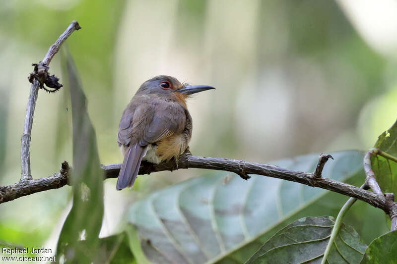 Fulvous-chinned Nunletadult