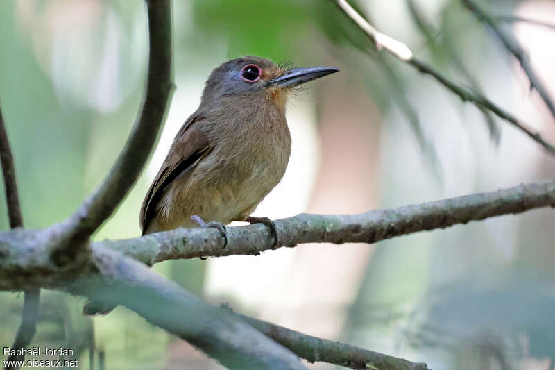 Fulvous-chinned Nunletadult