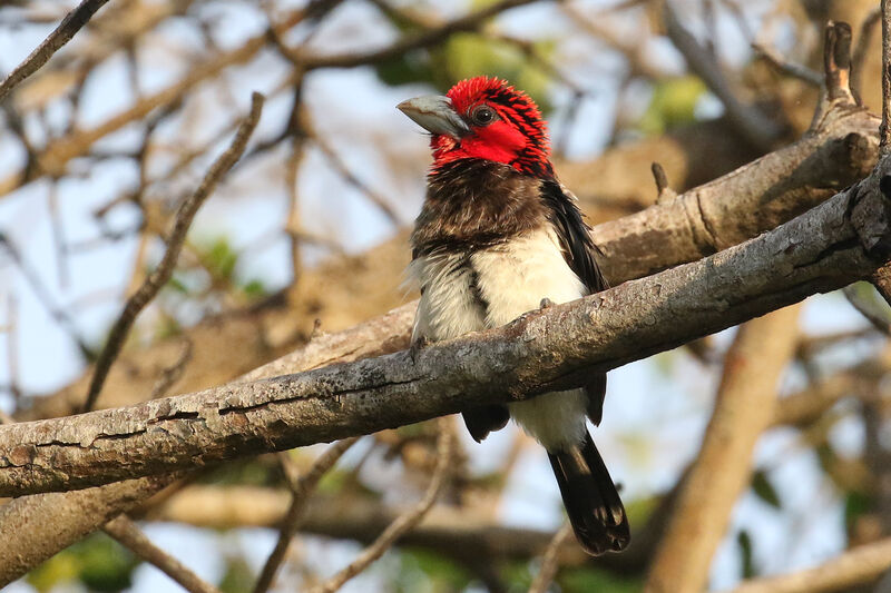 Brown-breasted Barbetadult