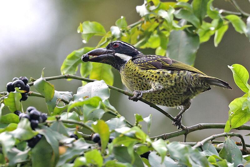 Hairy-breasted Barbetadult, eats