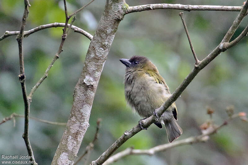 Green Barbetadult, identification