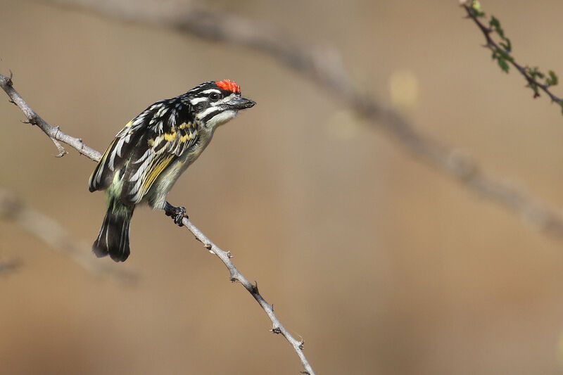 Red-fronted Tinkerbirdadult