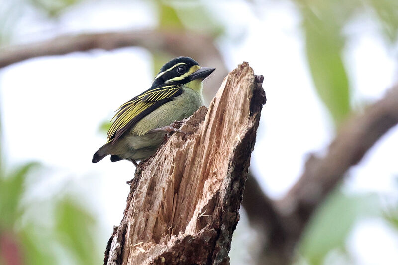 Yellow-throated Tinkerbird