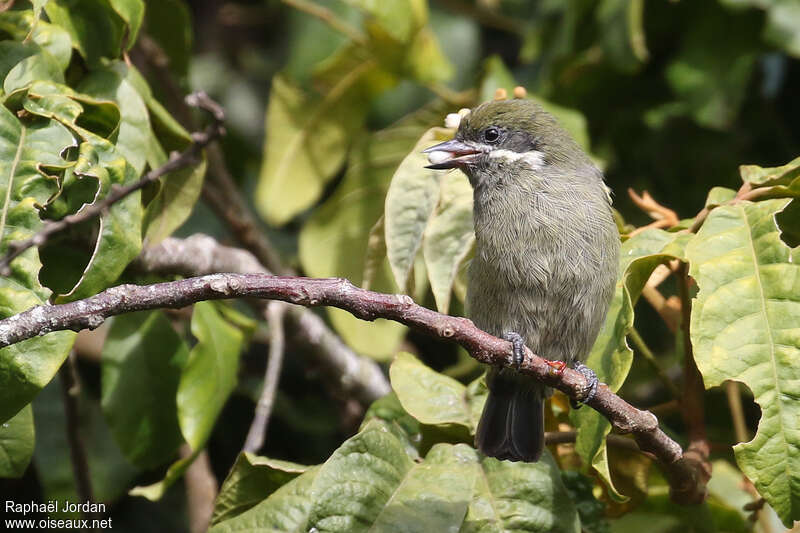 Moustached Tinkerbirdadult, habitat, pigmentation, feeding habits