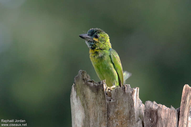 Barbu à calotte bleueadulte