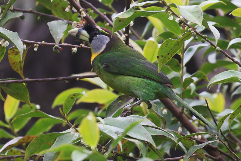 Fire-tufted Barbetadult