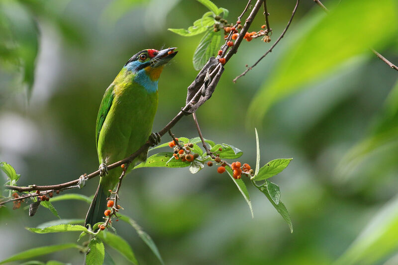 Black-browed Barbetadult