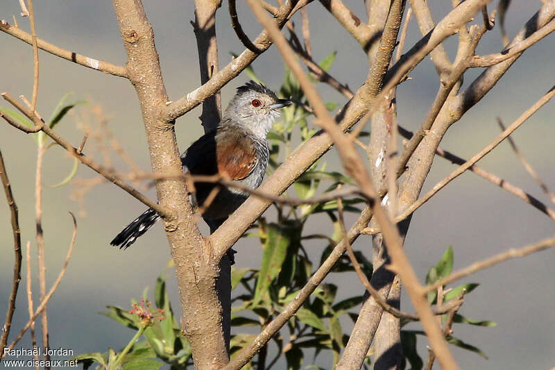 Batara à ailes rousses mâle adulte, identification