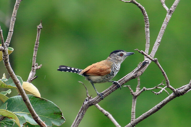 Batara à ailes rousses mâle adulte