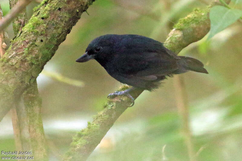 Batara à bec retroussé mâle adulte, identification