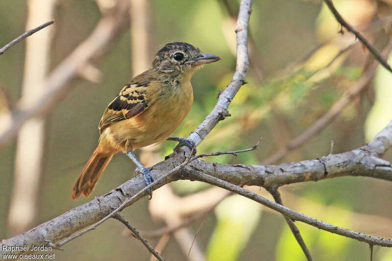 Black-backed Antshrike female adult, identification