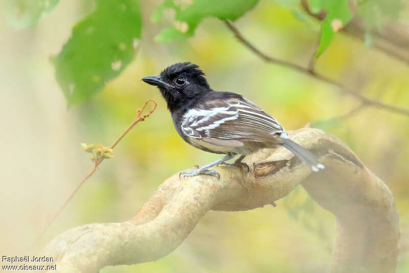 Black-backed Antshrike male adult, identification