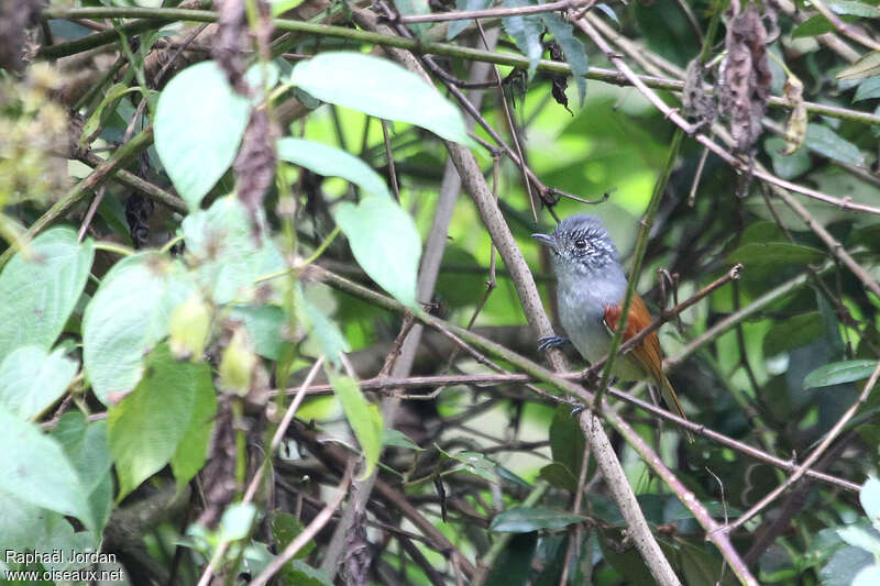 Rufous-backed Antvireo male adult, identification