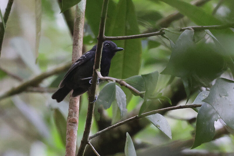 White-streaked Antvireo male adult