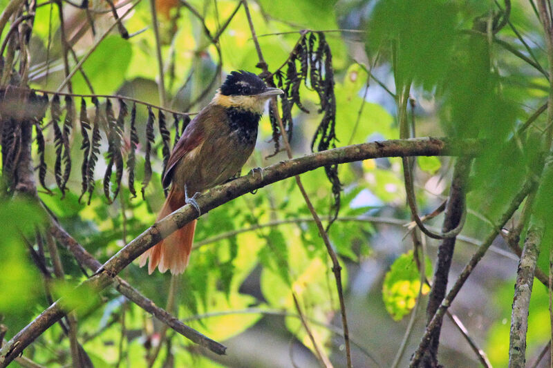 White-bearded Antshrike male adult