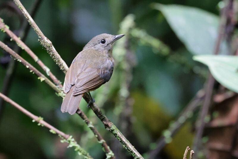 Dusky-throated Antshrike female adult