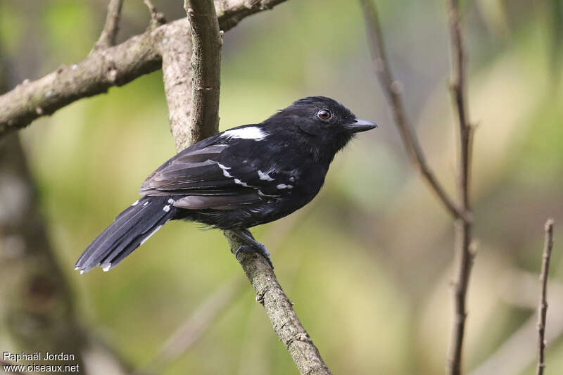 Variable Antshrike male adult, identification