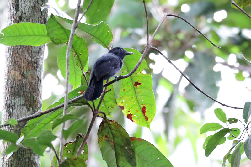 Acre Antshrike male adult