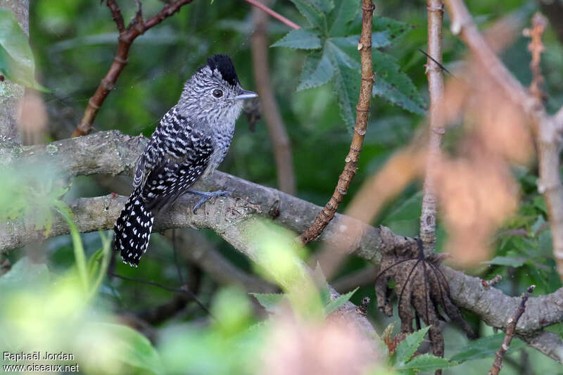 Batara de Chapman mâle adulte, identification