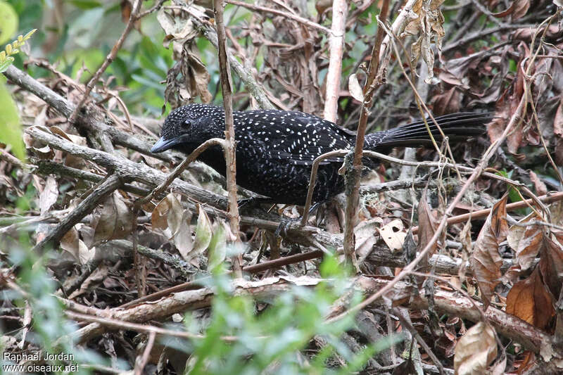 Large-tailed Antshrike male adult, identification