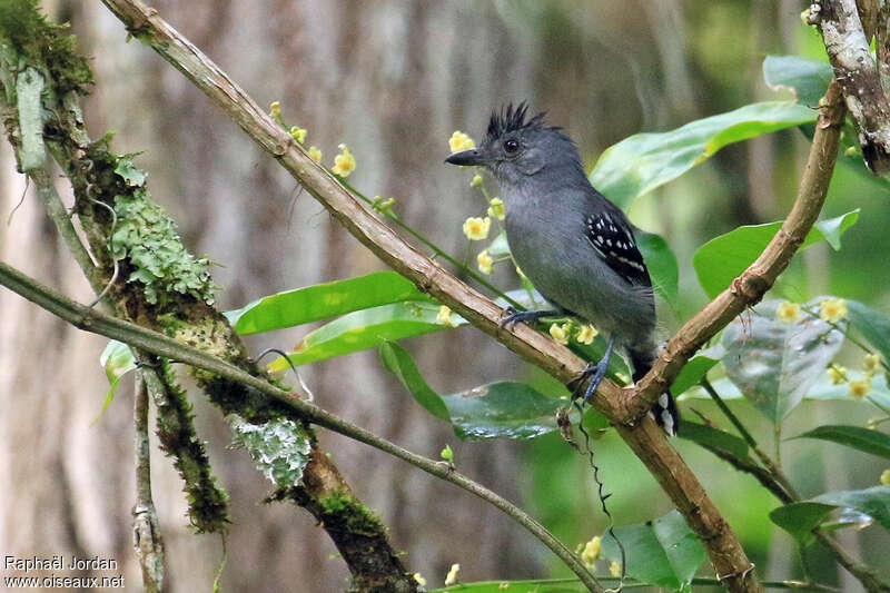 Natterer's Slaty Antshrike male adult, identification