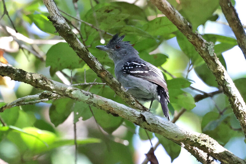 Natterer's Slaty Antshrike male adult