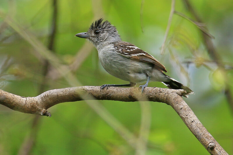 Planalto Slaty Antshrike male adult