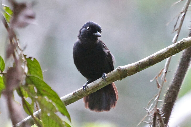 Cocha Antshrike male adult