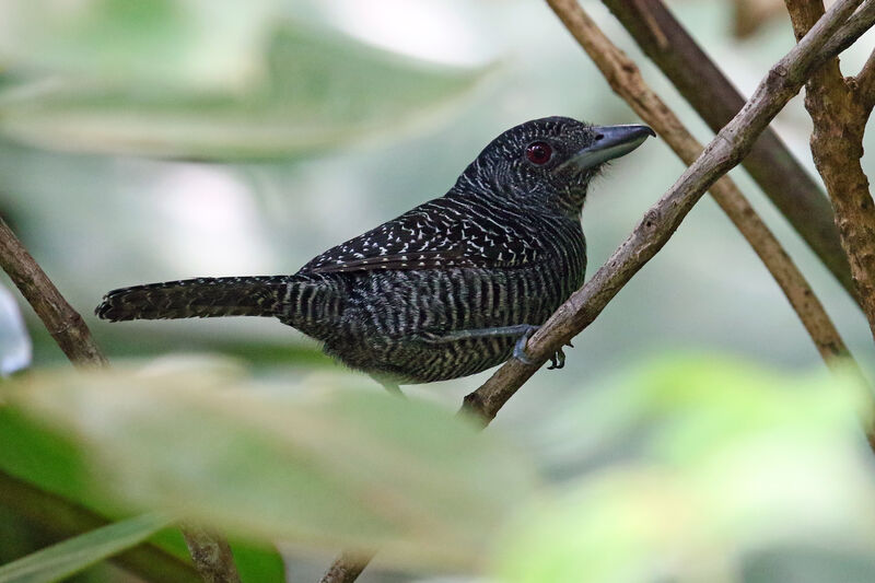 Fasciated Antshrike male adult