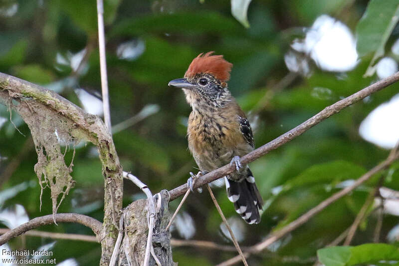 Black-crested Antshrike female adult, pigmentation