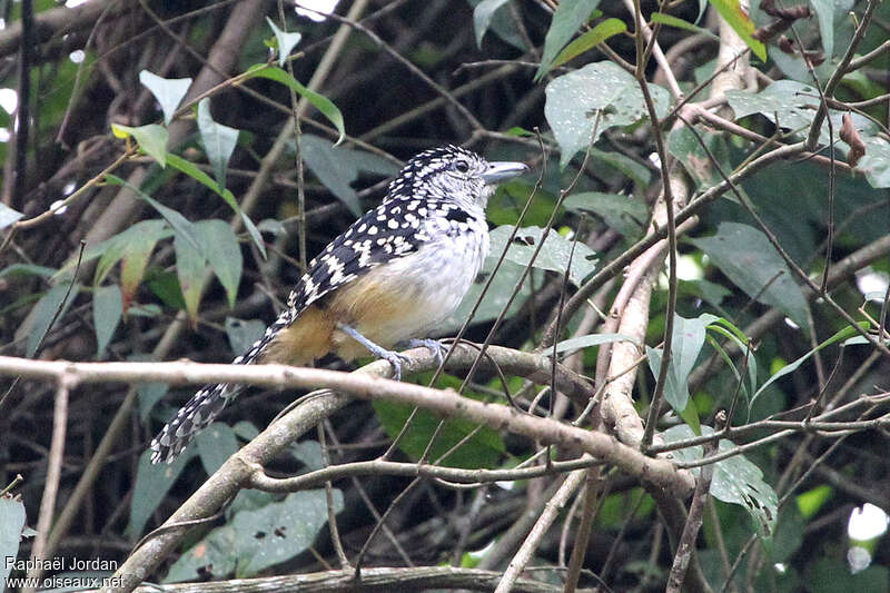 Batara mouchetéadulte, identification