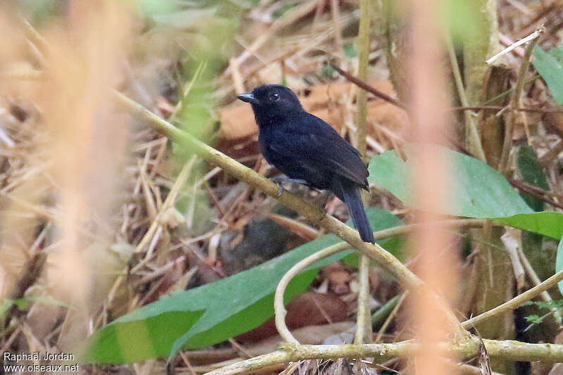 Batara noir mâle adulte, identification