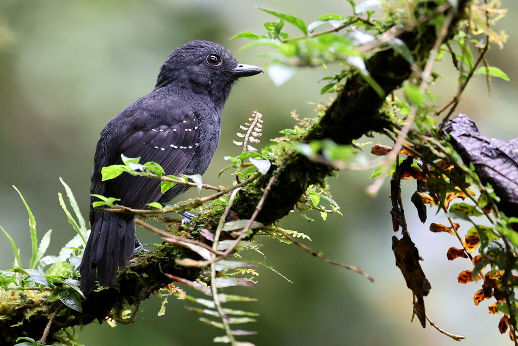 Batara occidental mâle adulte