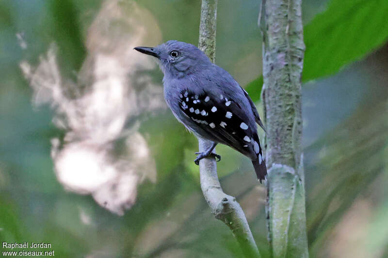 Pearly Antshrike male adult