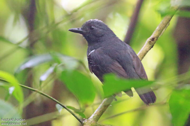 Plumbeous Antvireo male adult