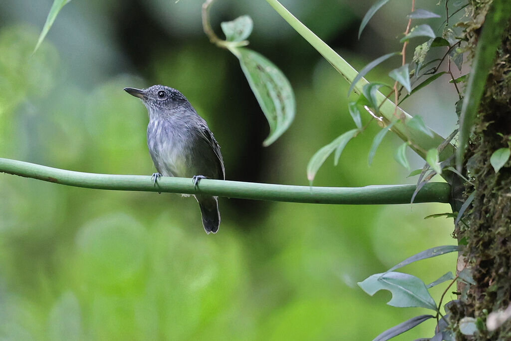 Batara ponctué mâle adulte