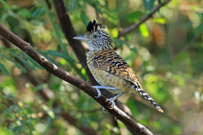 Barred Antshrike male immature