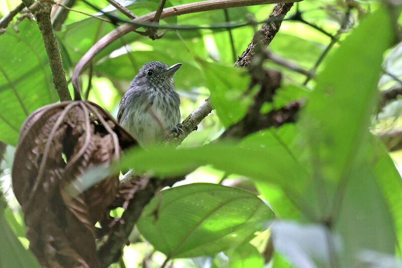 Streak-crowned Antvireo male