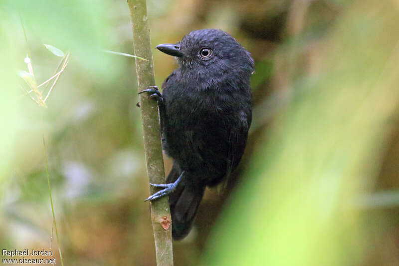 Uniform Antshrike male adult, close-up portrait